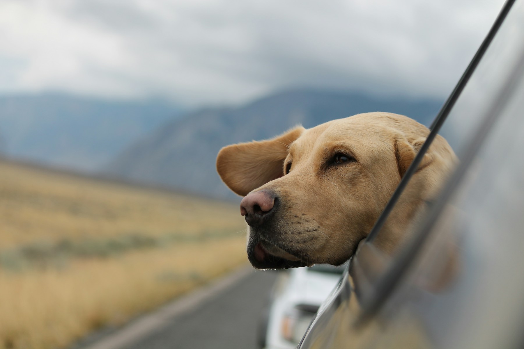 Wat is de beste autostoel voor een kleine hond?