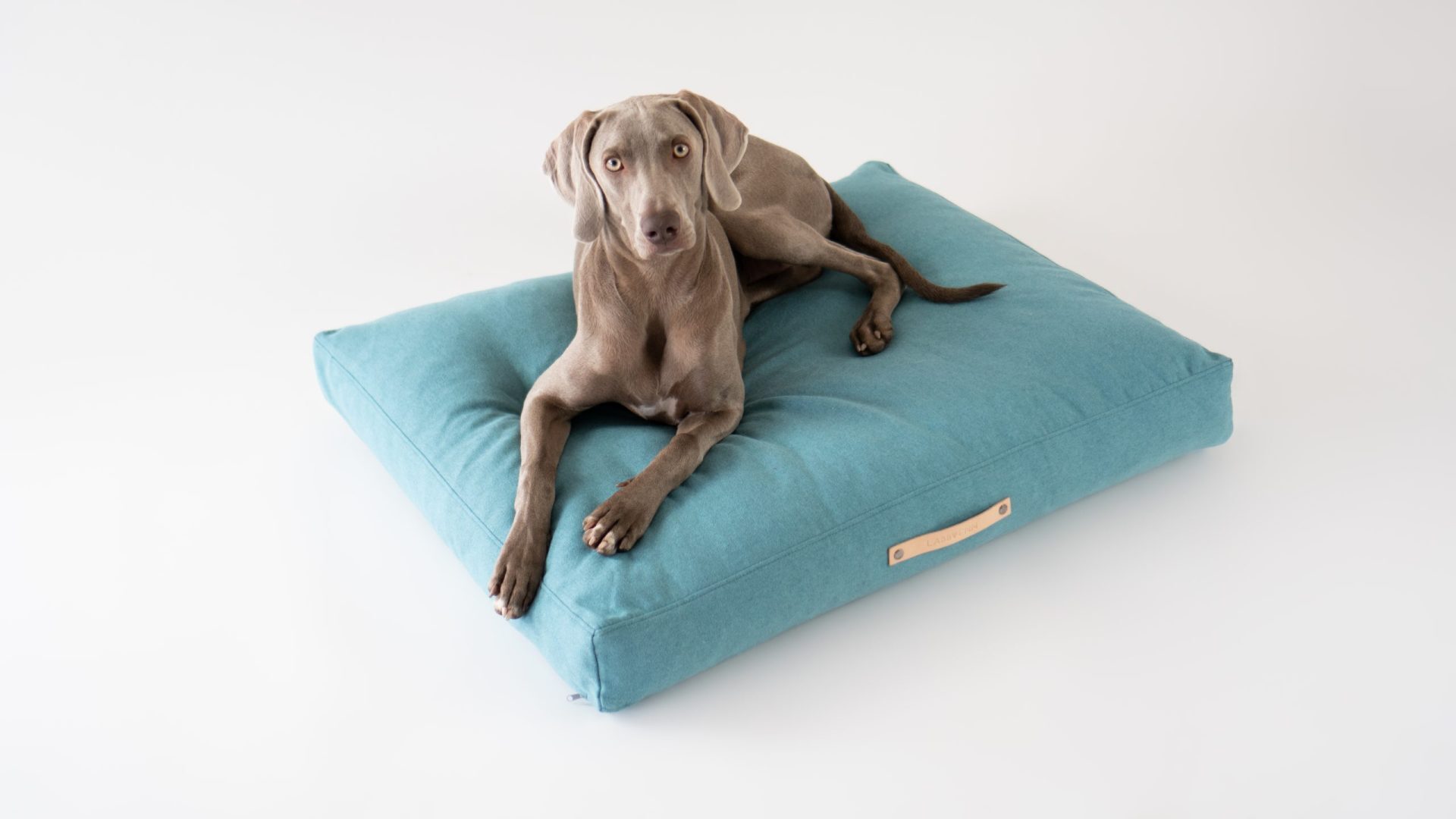 Hond in donutmand